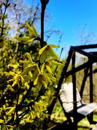 Close-up of yellow flowering plant