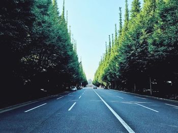 Surface level of road along trees