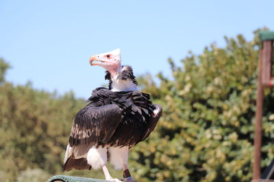 Close-up of bird