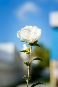 Close-up of white flowers blooming outdoors