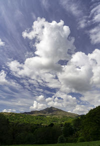 Low angle view of trees on landscape against sky