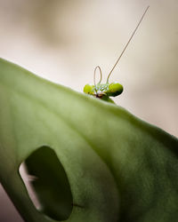 This species of praying mantis is light green, isolated with colorful background.