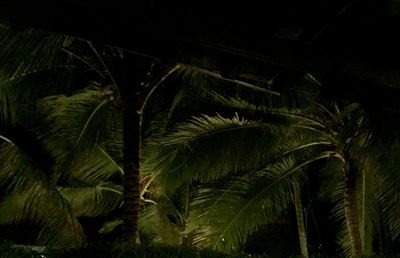 Palm trees against sky