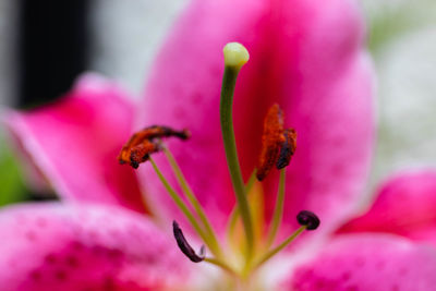 Close-up of insect on pink flower