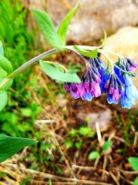 Close-up of purple flowers