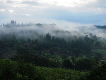 Trees on landscape against sky