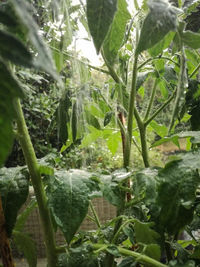 Close-up of plants growing on land