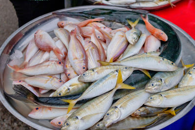 High angle view of fish for sale