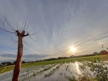 Scenic view of field against sky during sunset