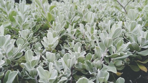 Close-up of white flowering plants on field