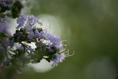 Close-up of flowers