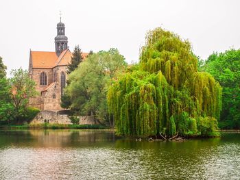 Reflection of trees in water