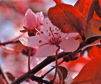 Close-up of flowers