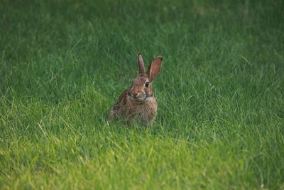 View of a rabbit on field