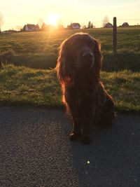 Dog sitting on grass against sky during sunset