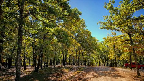 Road amidst trees in forest against sky