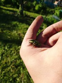 Close-up of insect on hand