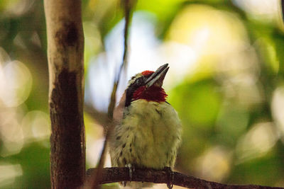 Black-spotted barbet capito niger is a bird found in the floodplains and forests of south america