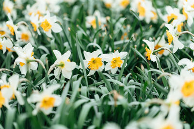 Close-up of yellow flowering plants on field