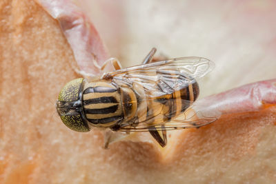 Close-up of horse fly on petal