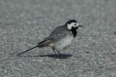 Close-up of bird perching on road