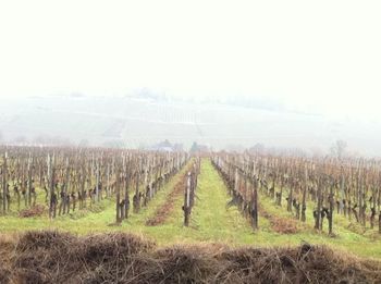 Vineyard against clear sky