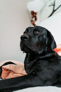 Close-up of dog looking away at home