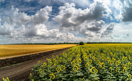 Scenic view of yellow flower field against sky