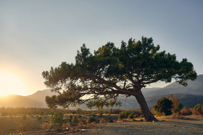 Coniferous tree at foreground and sunset valley at background. pine tree in the rays of setting sun