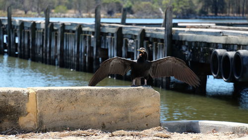 Cormorant with spread wings perching on retaining wall