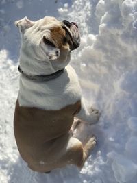 Dog looking away in snow