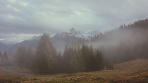 Panoramic shot of trees on landscape against sky