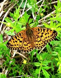 Close-up of butterfly on leaf