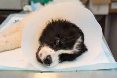 Sedated puppy with a bite wound near the eye on the table at the veterinary clinic, with collar afte