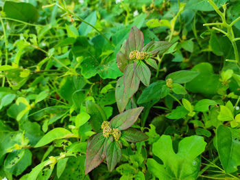 Close-up of insect on plant