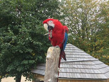 Low angle view of scarlet macaw perching on wooden post