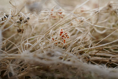 High angle view of crab on field