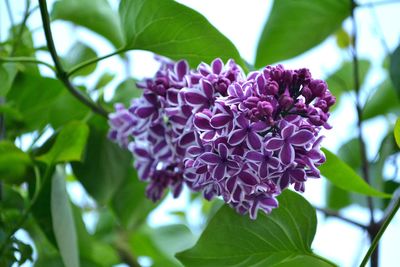 Close-up of purple flowering plant