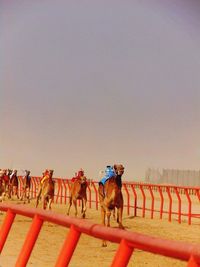 Camels running in race against sky