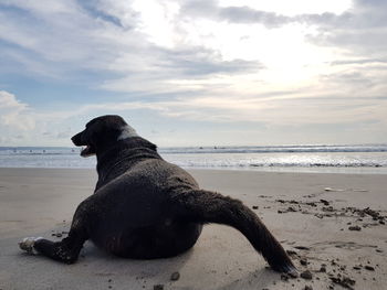 Dog on beach by sea against sky