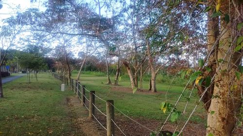 Trees on grassy field