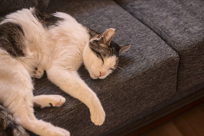 Close-up of cat lying on bed