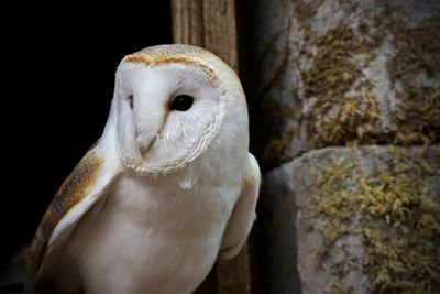 Close-up portrait of owl