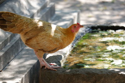 Close-up of bird perching on rock