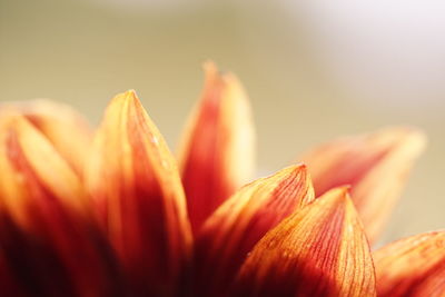 Close-up of flower against blurred background