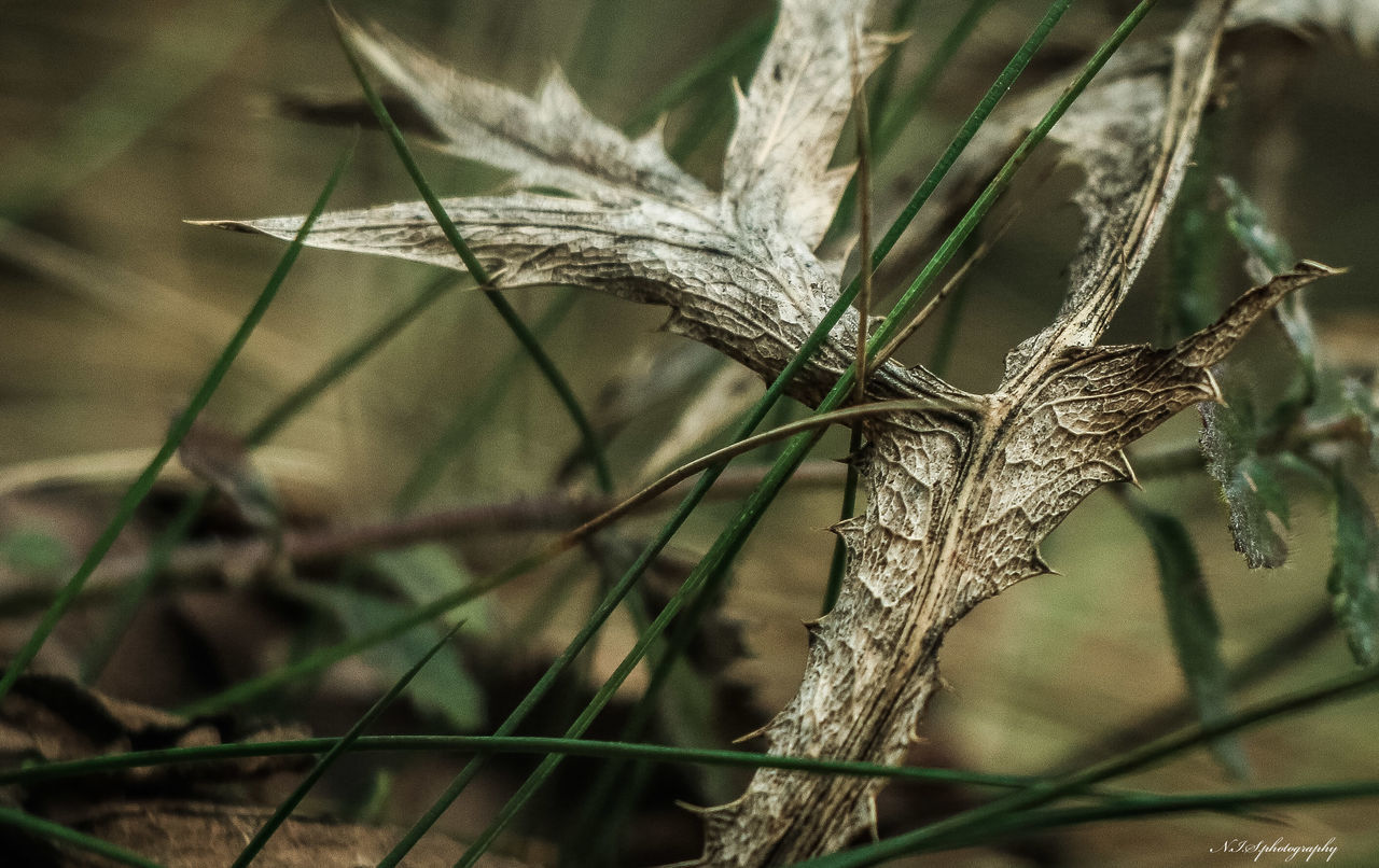 nature, plant, grass, branch, close-up, leaf, macro photography, no people, focus on foreground, animal, animal themes, outdoors, beauty in nature, flower, tree, wildlife, agriculture, bird, plant stem, animal wildlife, land, environment, day, green, crop, cereal plant, growth, selective focus, twig, landscape