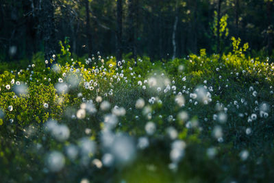 A beautiful cotton-grass heads in the warm sunset light. white fluffy cotton-grass flowers.