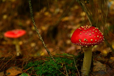 Close-up of fly agaric mushroom on field