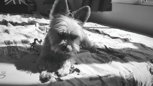 Close-up of dog lying on bed