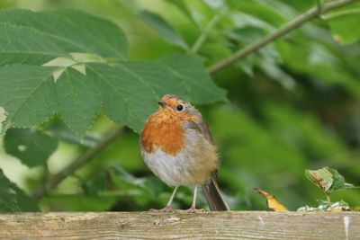 Close-up of sparrow perching on wood